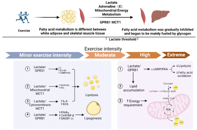 Mechanism of Fatty Acid Metabolism and Regulation by Lactate During Exercise in White Adipose and Skeletal Muscle Tissue: A Review.