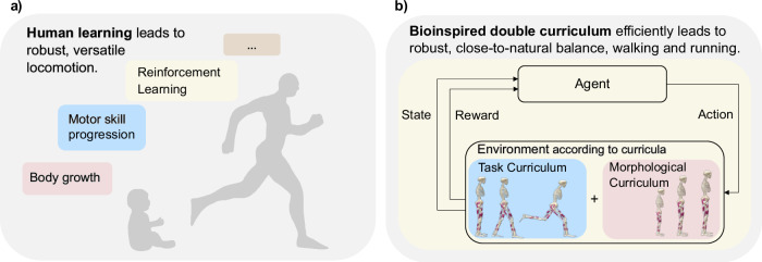 Bioinspired morphology and task curricula for learning locomotion in bipedal muscle-actuated systems.