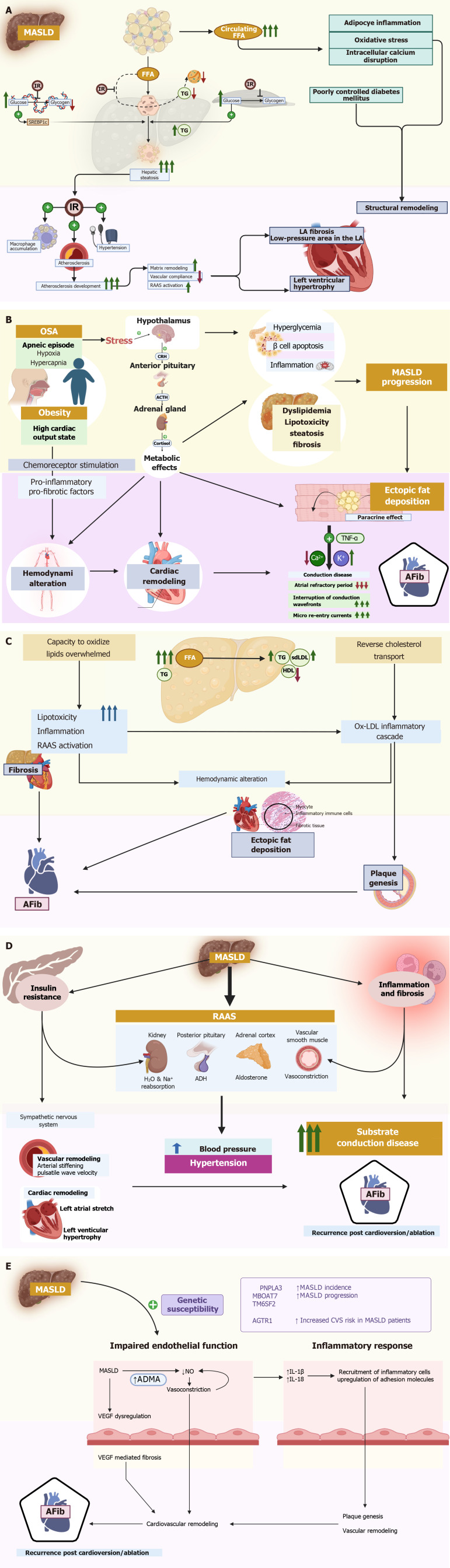 Metabolic-dysfunction associated steatotic liver disease and atrial fibrillation: A review of pathogenesis.