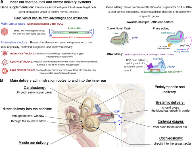 Advancing precision ear medicine: leveraging animal models for disease insights and therapeutic innovations.
