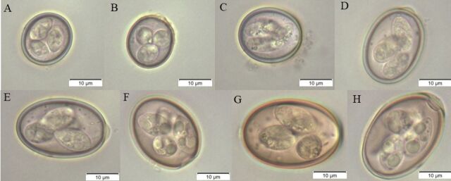 Prevalence of Eimeria spp. in goats from northern Paraná, Brazil.