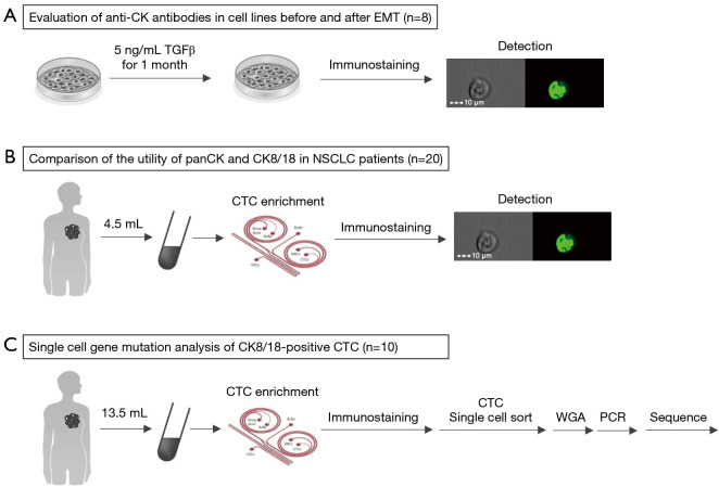 Utility of CK8/18 in identifying circulating tumor cells derived from lesions in patients with non-small cell lung cancer.
