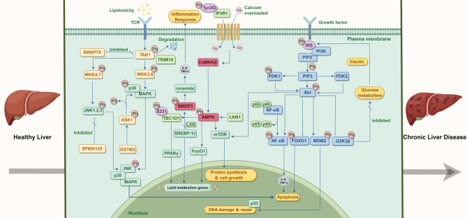 Post-translational modifications in the pathophysiological process of metabolic dysfunction‑associated steatotic liver disease.