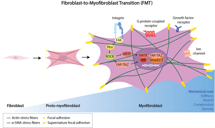 The mechanobiology of fibroblast activation in disease.