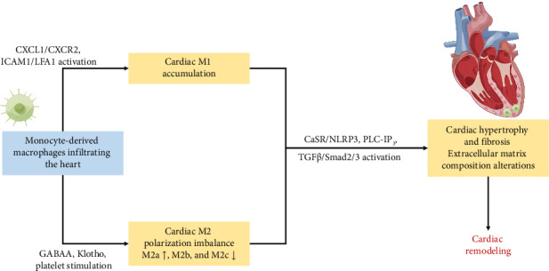 Mechanisms and Prevention Strategies of Macrophage Involvement in the Progression From Hypertension to Heart Failure.
