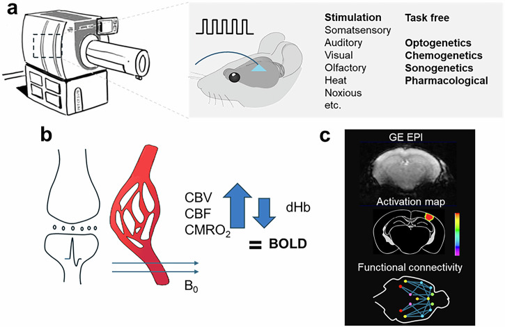 Advanced preclinical functional magnetic resonance imaging of the brain.
