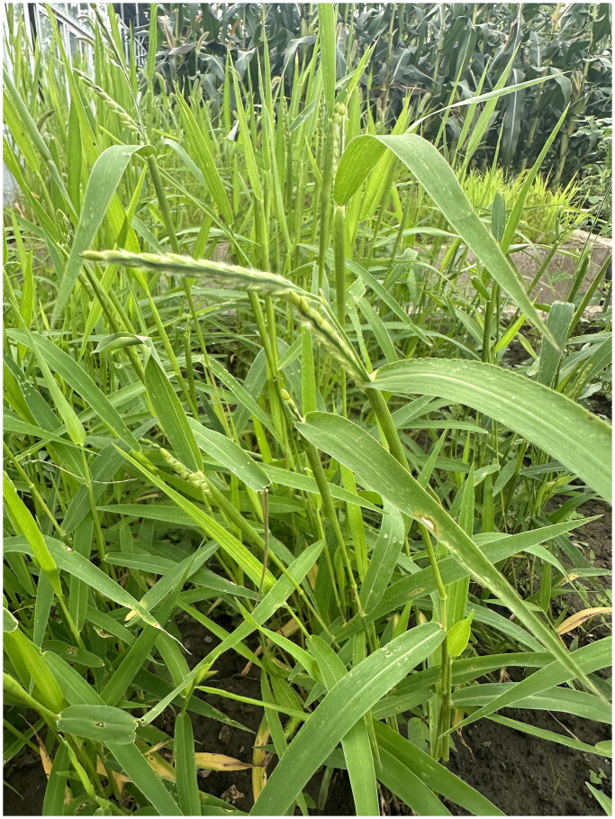 The complete chloroplast genome of <i>eriochloa villosa</i> (thunb.) kunth.