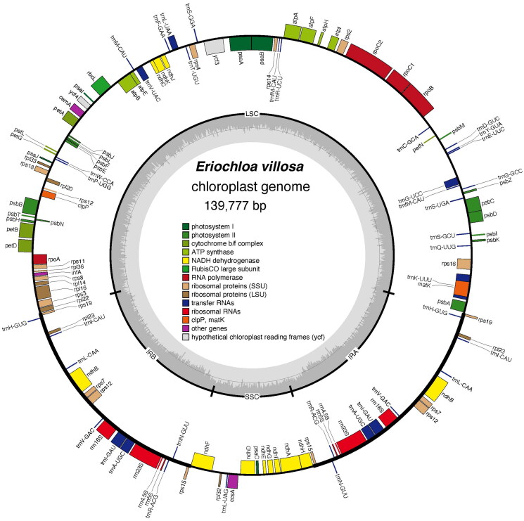 The complete chloroplast genome of <i>eriochloa villosa</i> (thunb.) kunth.
