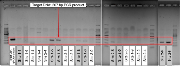 Passive Sampling of Urban Runoff Solids to Capture Environmental DNA for the Detection of Rodents in Urban Spaces.