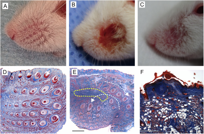 Spiny mice (Acomys) regenerate wounded whisker pad skin with whisker follicles, muscles, and targeted innervation.