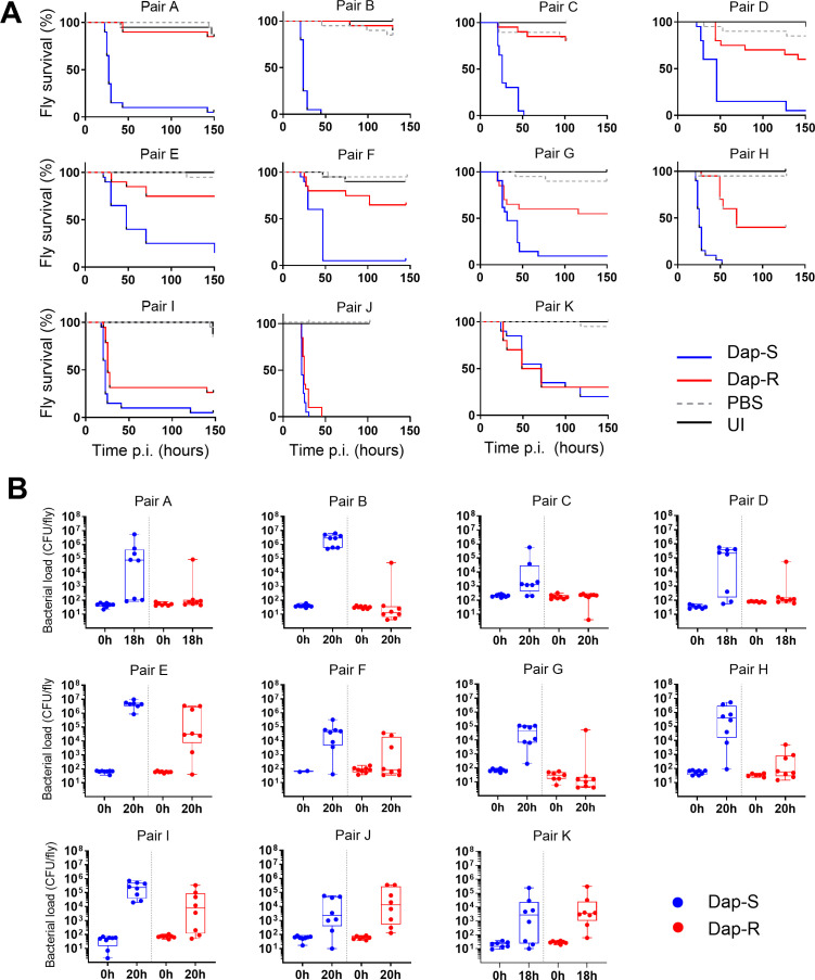 Acquisition of daptomycin resistance in patients results in decreased virulence in <i>Drosophila</i>.