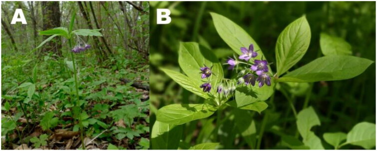 The complete chloroplast genome sequence of <i>Brachybotrys paridiformis</i> Maxim. ex Oliv. (Boraginaceae), a species from a monotypic genus in Northeast China.