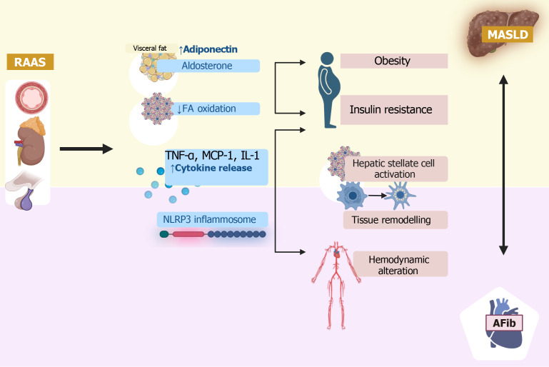 Metabolic-dysfunction associated steatotic liver disease and atrial fibrillation: A review of pathogenesis.