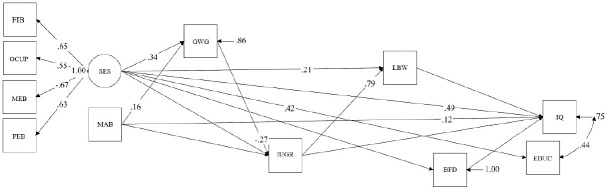 Do adversities in the intrauterine and neonatal periods interfere with intelligence?