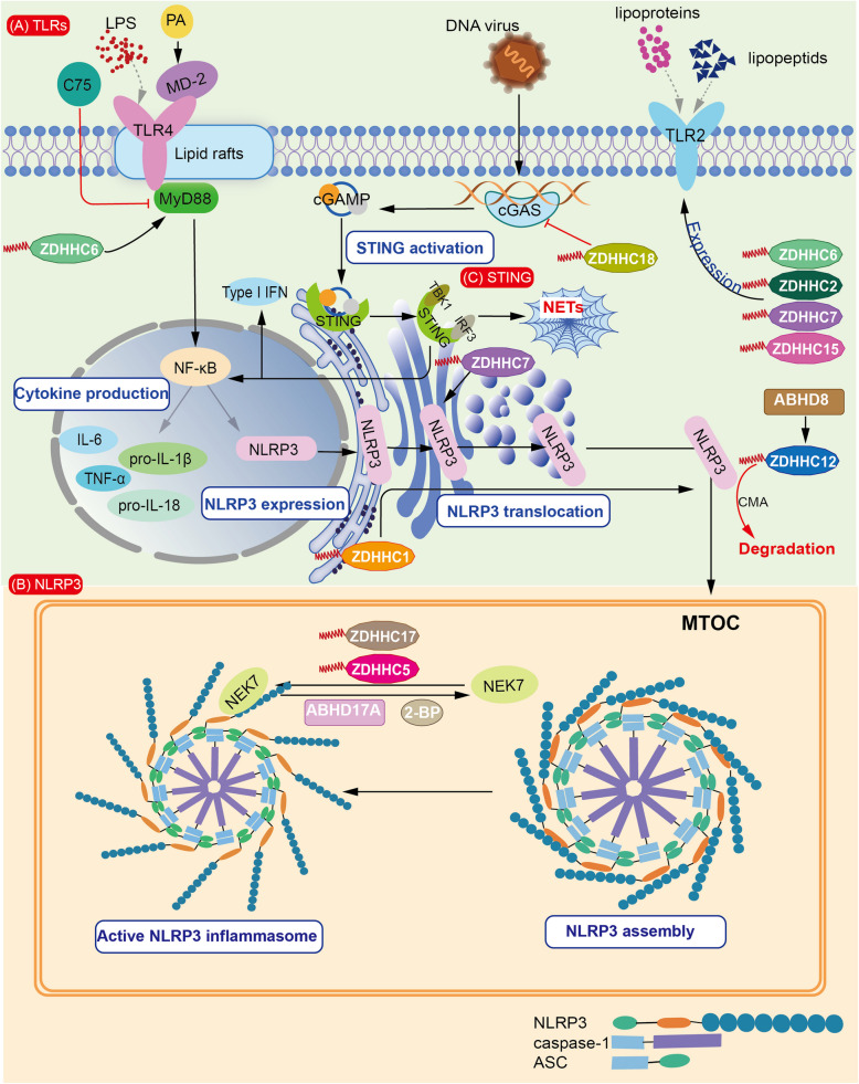 Exploring the role of palmitoylation in sepsis: mechanistic insights and future perspectives.