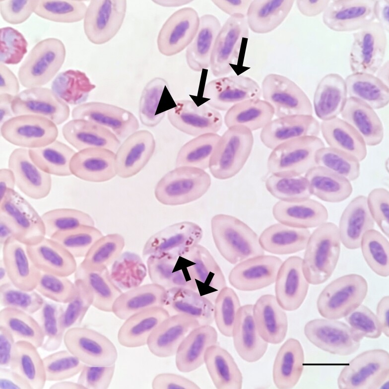 Molecular detection of Haemoproteus columbae Kruse, 1890 (Haemospororida: Haemoproteidae) in Columba livia Gmelin, 1789 (Columbiformes: Columbidae) in southern Brazil.