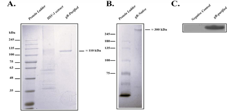 Optimized isolation and purification of native glycoprotein B from herpes simplex virus 1: a streamlined approach.