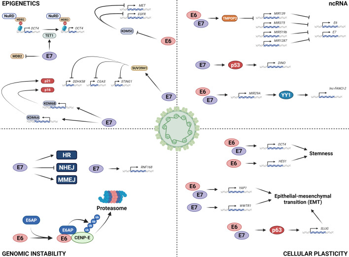 Advances in understanding the mechanisms of the human papillomavirus oncoproteins.