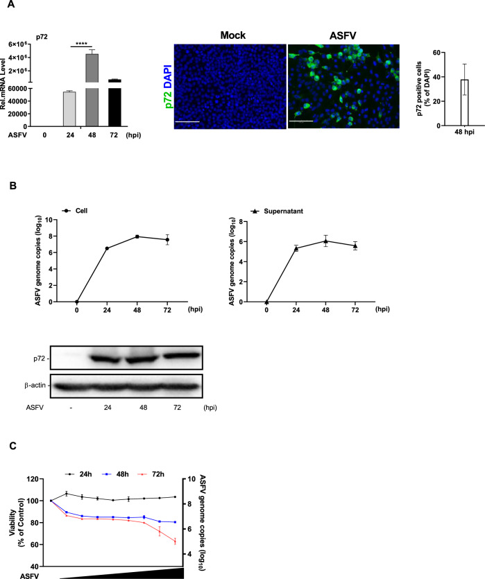 Highly suitable LFBK cells for African swine fever virus replication and type I interferon-induced immune studies.
