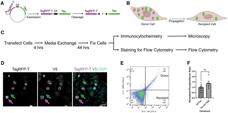 Alzheimer disease-associated tau post-translational modification mimics impact tau propagation and uptake.