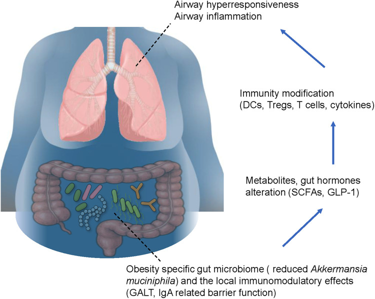 Gut-lung axis in asthma and obesity: role of the gut microbiome.