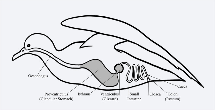 Alterations in characteristics of plastic ingestion and decreasing body condition in beachcast fledgling short-tailed shearwaters (Ardenna tenuirostris) at Phillip Island, Australia