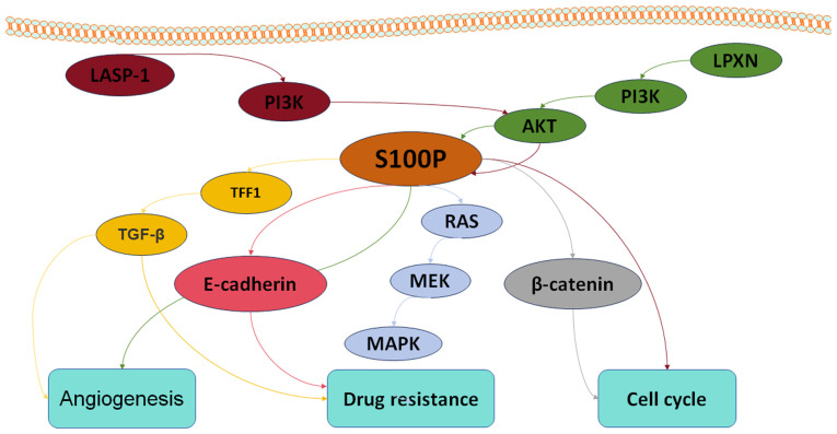 Multiple roles of S100P in pan carcinoma: Biological functions and mechanisms (Review).