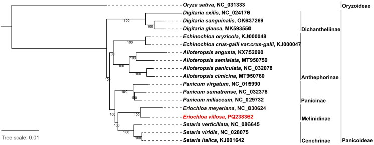 The complete chloroplast genome of <i>eriochloa villosa</i> (thunb.) kunth.