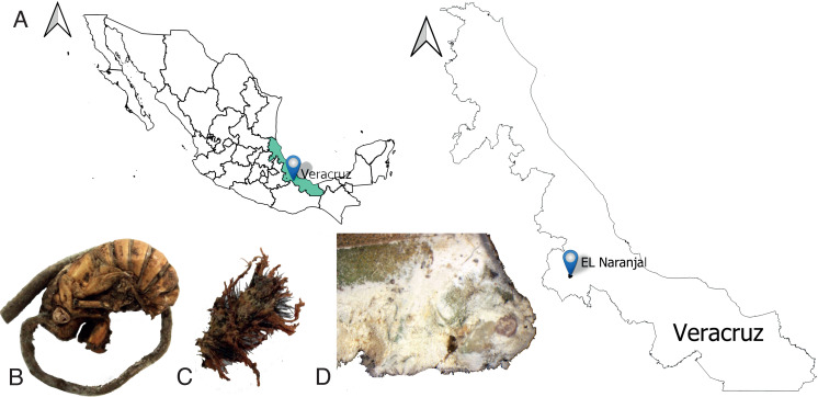 Bioprospecting of four Beauveria bassiana strains and their potential as biological control agents for Anastrepha ludens Loew 1873 (Diptera: Tephritidae).