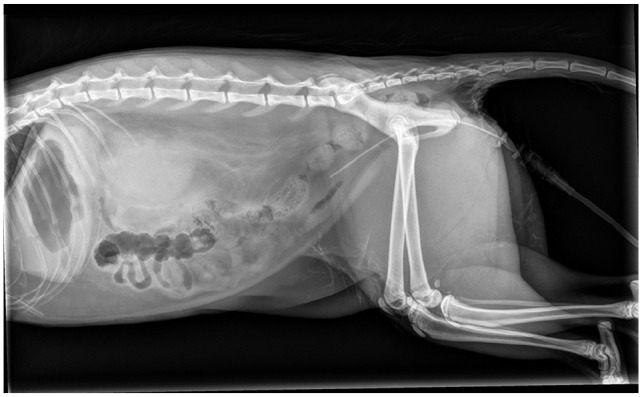 Renal parenchymal rupture, pelvic rupture and uroabdomen secondary to bilateral renal hemorrhage and pyelonephritis in a cat.