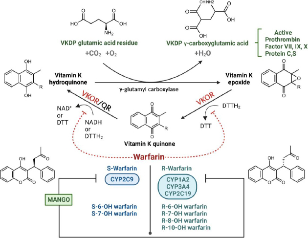 Metabolic insights into the warfarin-mango interaction: A pilot study integrating clinical observations and metabolomics.