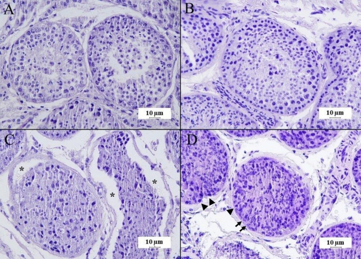 Evaluation of Different Cryoprotectant Combinations in Testicular Vitrification in Dogs.