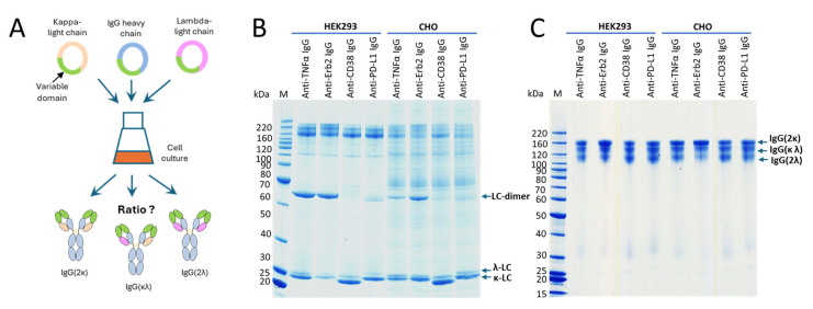 Impact of Light-Chain Variants on the Expression of Therapeutic Monoclonal Antibodies in HEK293 and CHO Cells.