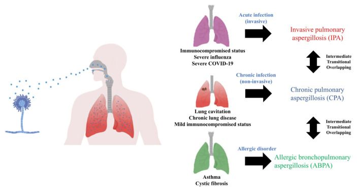 Aspergillosis: A comprehensive review of pathogenesis, drug resistance, and emerging therapeutics.