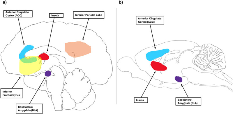 Exploring rodent prosociality: A conceptual framework.