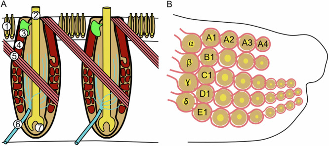 Spiny mice (Acomys) regenerate wounded whisker pad skin with whisker follicles, muscles, and targeted innervation.