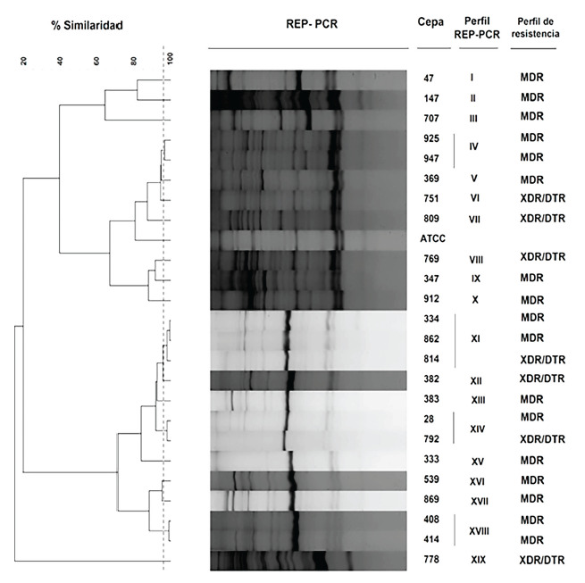 Clonal diversity of carbapenemase-producing Pseudomonas aeruginosa isolated from clinical samples in a third level hospital in Peru.