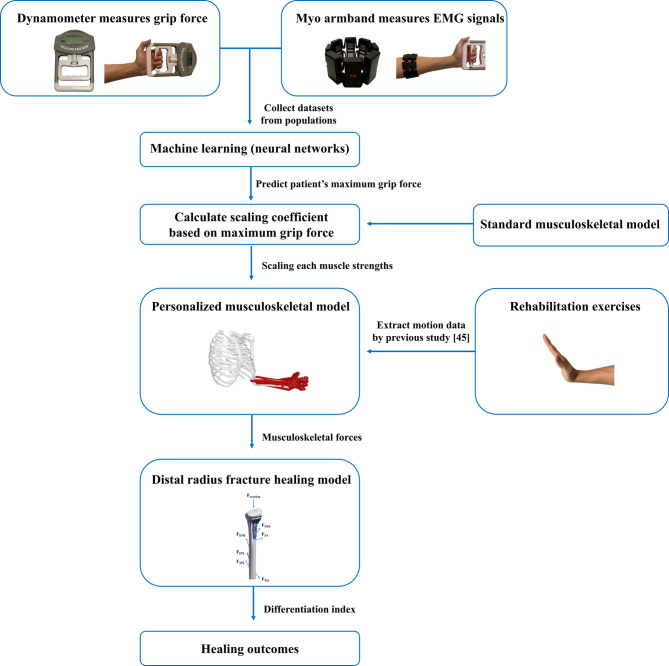 Individual muscle strengths in rehabilitation outcomes of distal radius fracture.