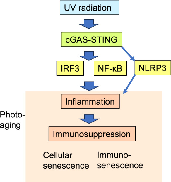 Photoaging: UV radiation-induced cGAS-STING signaling promotes the aging process in skin by remodeling the immune network.