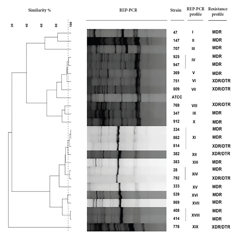 Clonal diversity of carbapenemase-producing Pseudomonas aeruginosa isolated from clinical samples in a third level hospital in Peru.