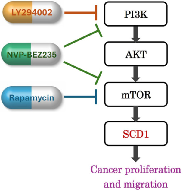 Targeting Stearoyl-CoA Desaturase 1 Through PI3K-AKT-mTOR Signaling in Head and Neck Squamous Cell Carcinoma.