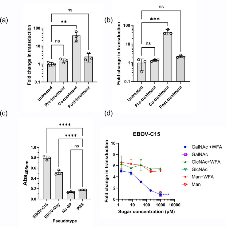 <i>Wisteria floribunda</i> agglutinin enhances <i>Zaire ebolavirus</i> entry through interactions at specific <i>N</i>-linked glycosylation sites on the virus glycoprotein complex.
