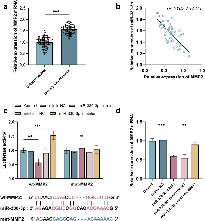 Abnormal expression of miR-330-3p predicts post-prostatectomy urinary incontinence and regulates the function of urethral fibroblasts by targeting MMP2.