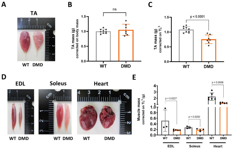Extensive striated muscle damage in a rat model of Duchenne muscular dystrophy with Dmd exons 10-17 duplication.