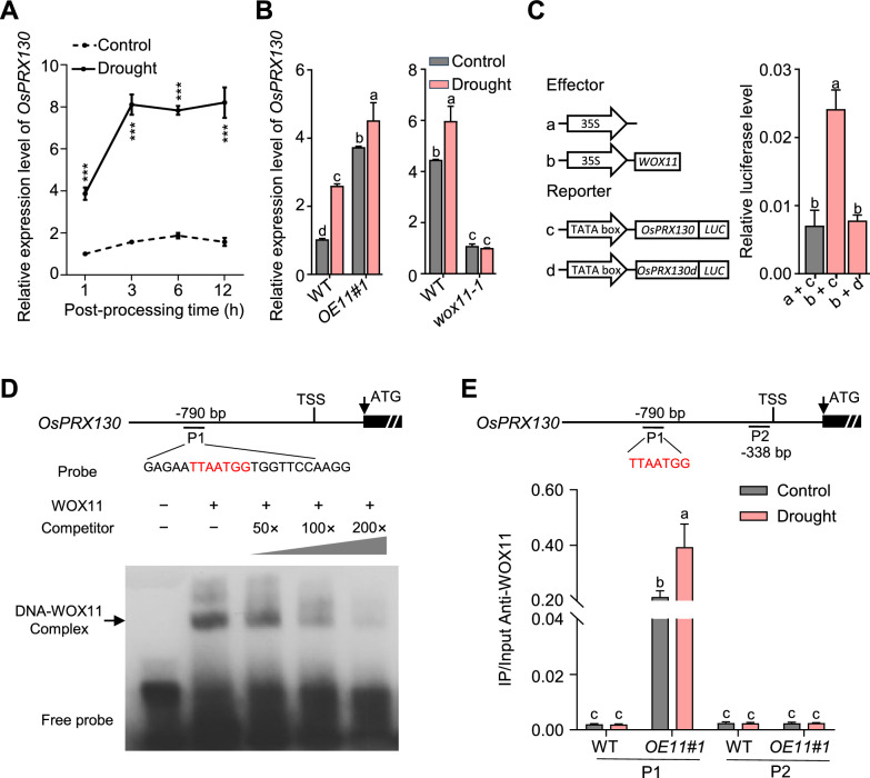 WOX11-OsPRX130 module confers rice drought tolerance by maintaining ROS homeostasis in rice root.