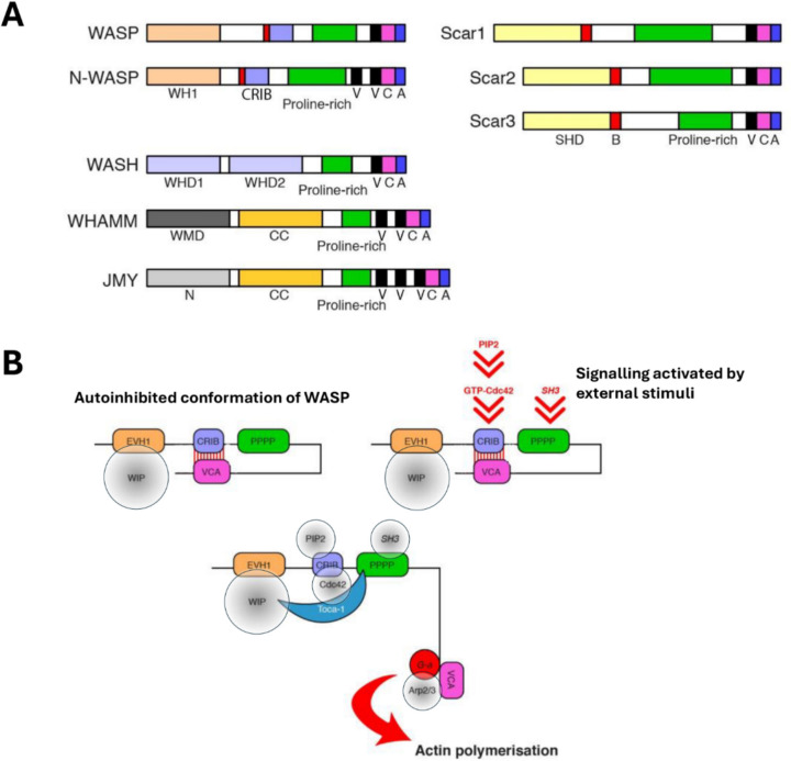 Plasticity in leukocyte migration during haematopoiesis and inflammation.