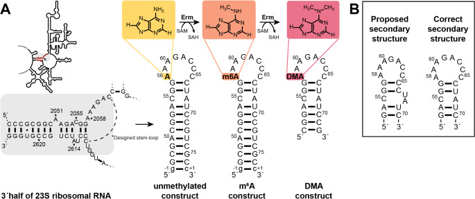 NMR characterisation of the antibiotic resistance-mediating 32mer RNA from the 23S ribosomal RNA