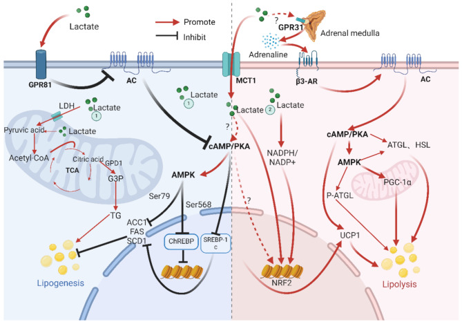 Mechanism of Fatty Acid Metabolism and Regulation by Lactate During Exercise in White Adipose and Skeletal Muscle Tissue: A Review.