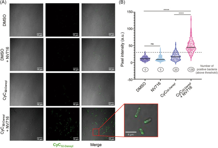 The polyamino-isoprenyl enhancer NV716 enables the antibacterial activity of two families of multi-target inhibitors against the ESKAPEE bacterium <i>Enterobacter cloacae</i>.