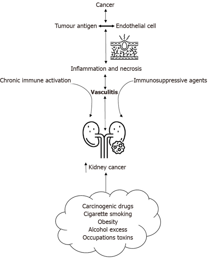 Anti-nuclear cytoplasmic antibody-associated vasculitis and kidney cancer: A mini review.